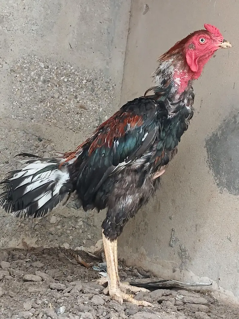 Mianwali male aseel — photo 2