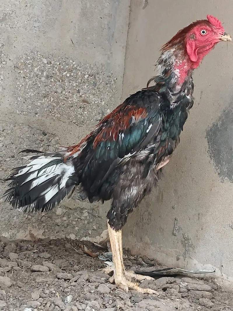 Mianwali male aseel — photo 4