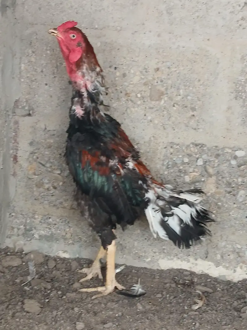 Mianwali male aseel — photo 5