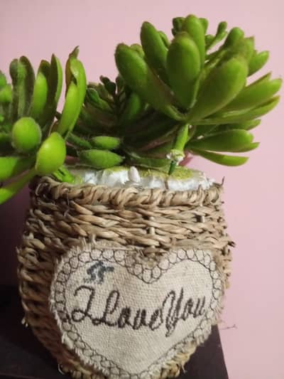 realistic plant  rabita no 03350008811