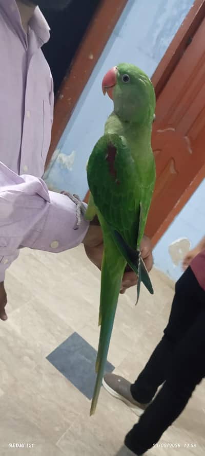 Raw Kashmiri Parrot for Sale