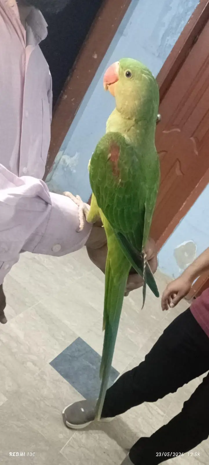 Raw Kashmiri Parrot for Sale — photo 2