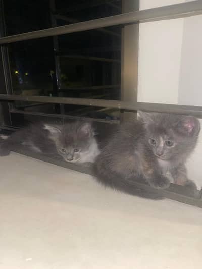 Kitten for sale