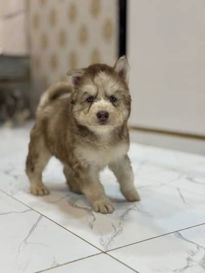 Huskey puppies