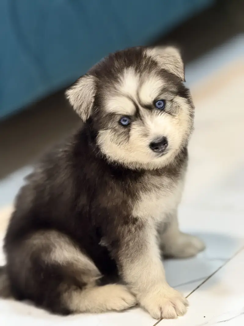 Siberian Huskey puppies — photo 2
