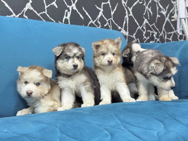 Siberian Huskey puppies — photo 3