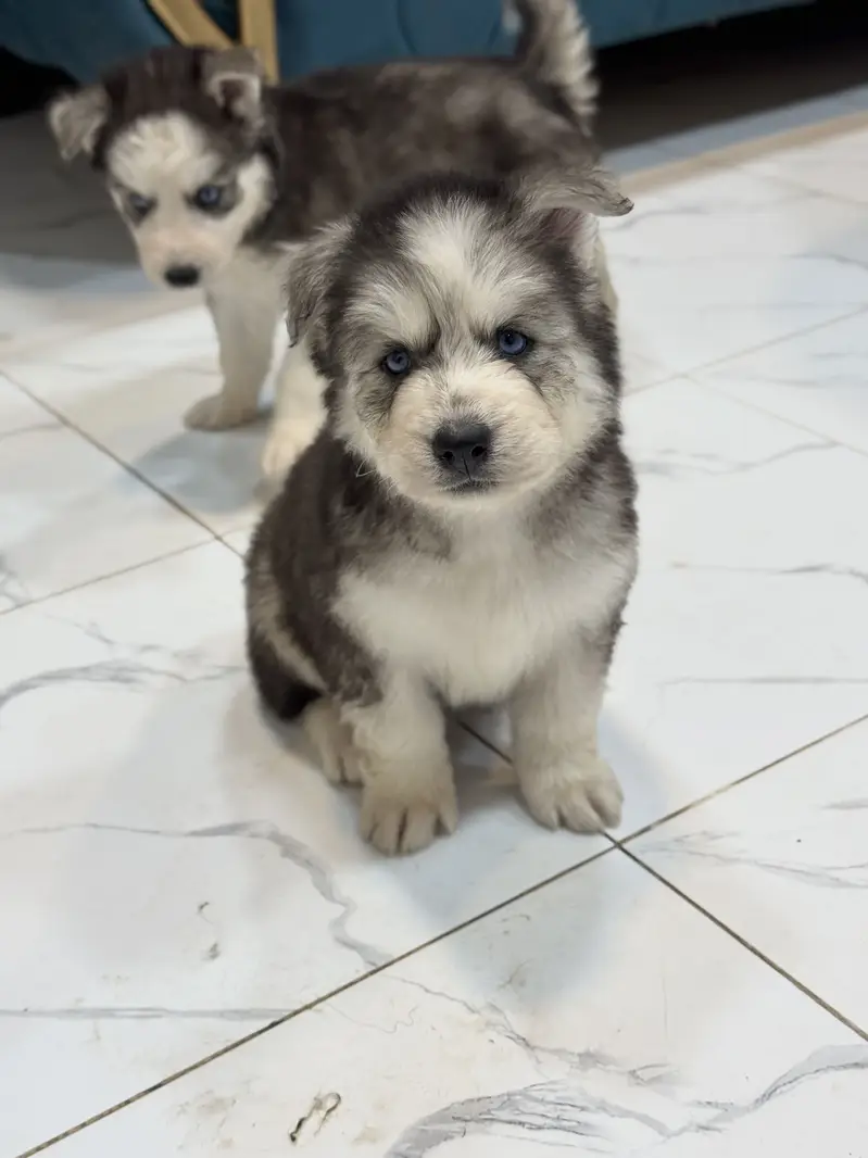 Siberian Huskey puppies — photo 4
