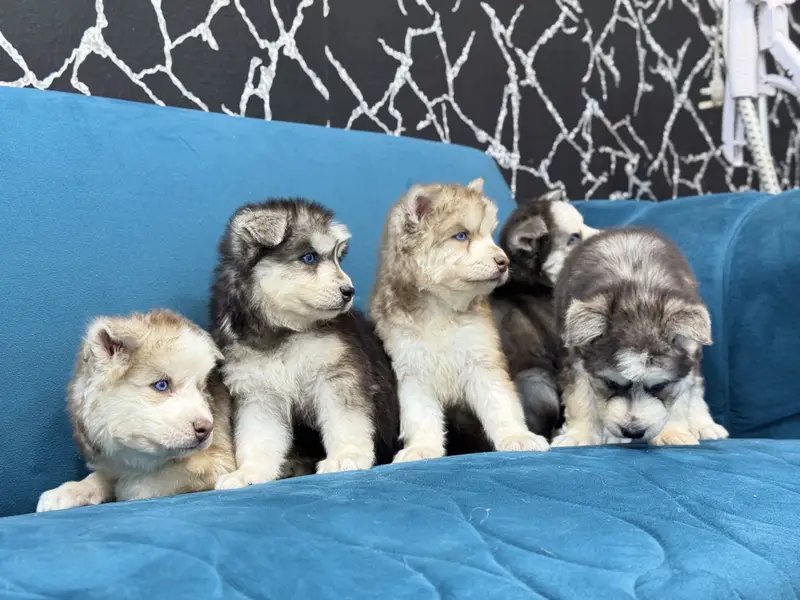 Siberian Huskey puppies — photo 5