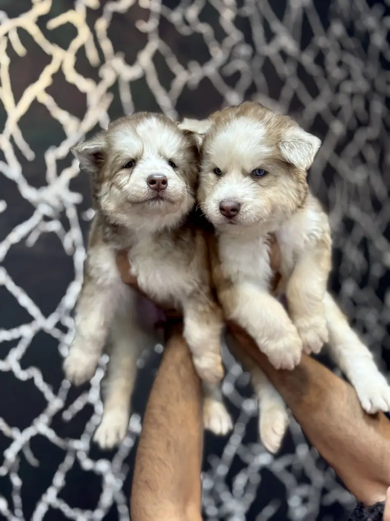 Siberian Huskey puppies — photo 6