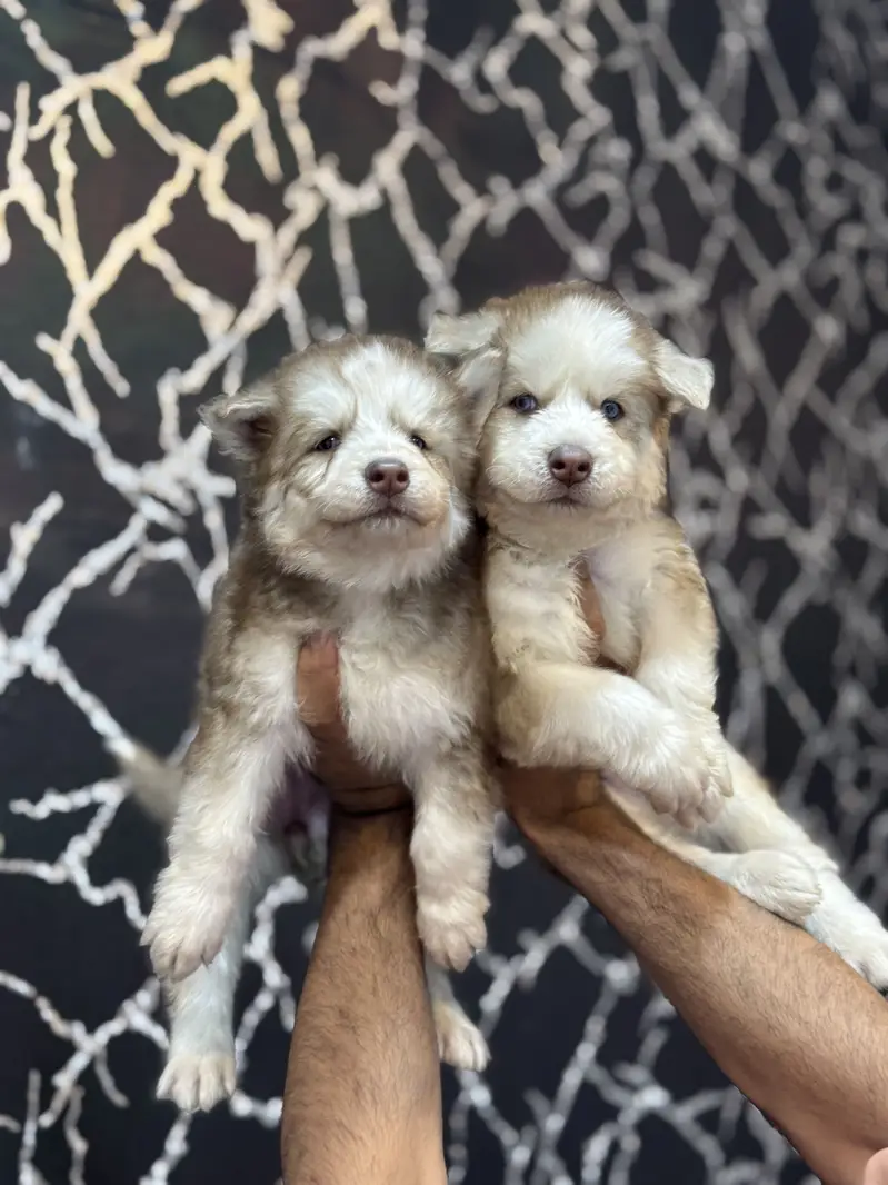 Siberian Huskey puppies — photo 7