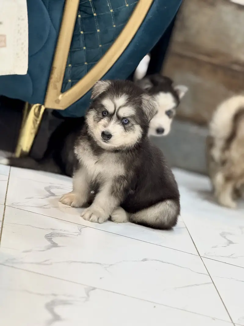 Siberian Huskey puppies — photo 8