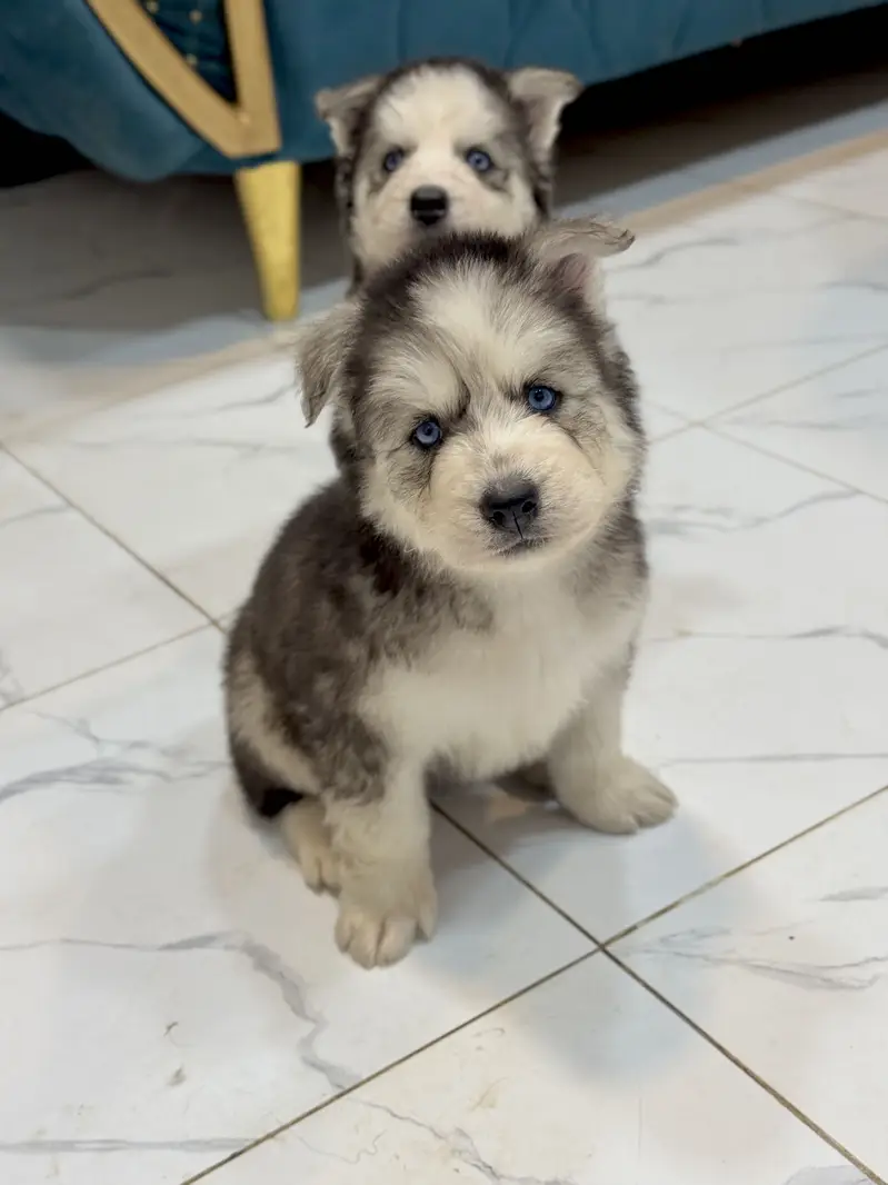 Siberian Huskey puppies — photo 9
