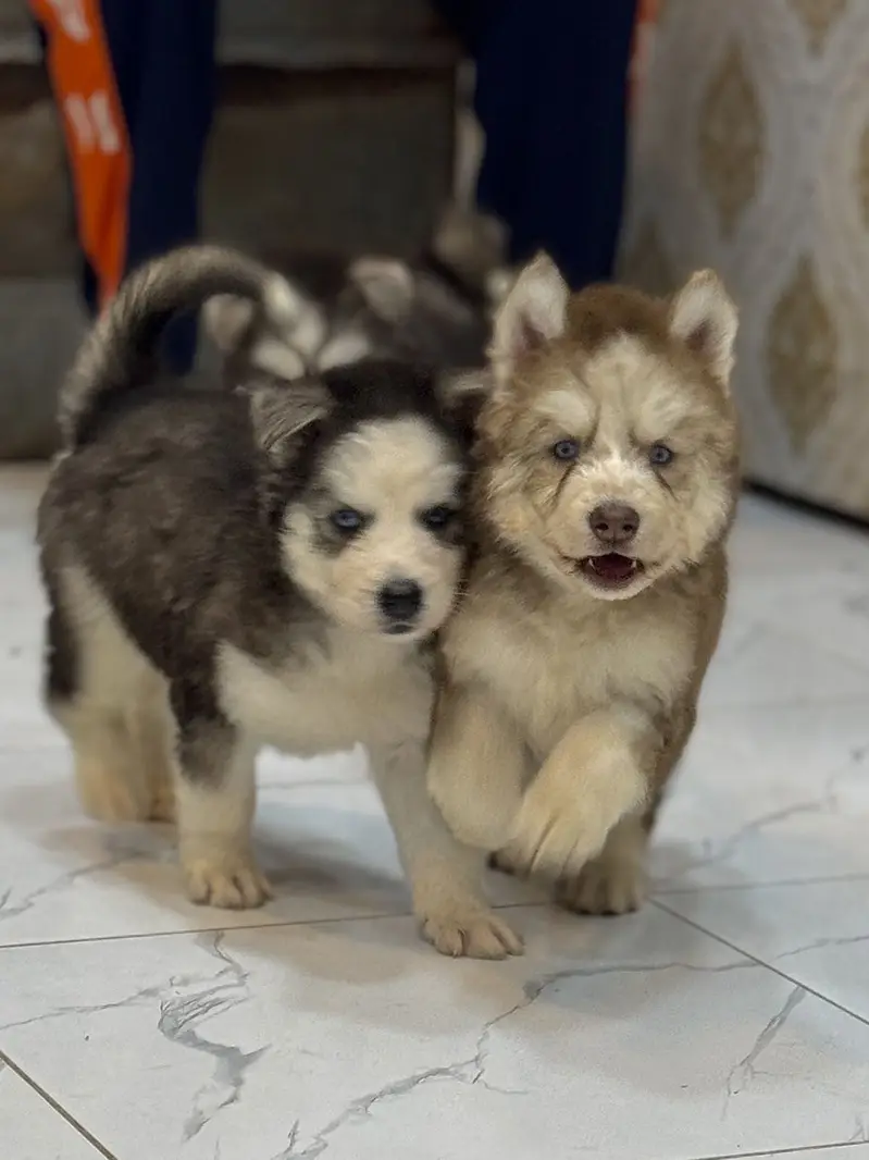 Siberian Huskey puppies — photo 10