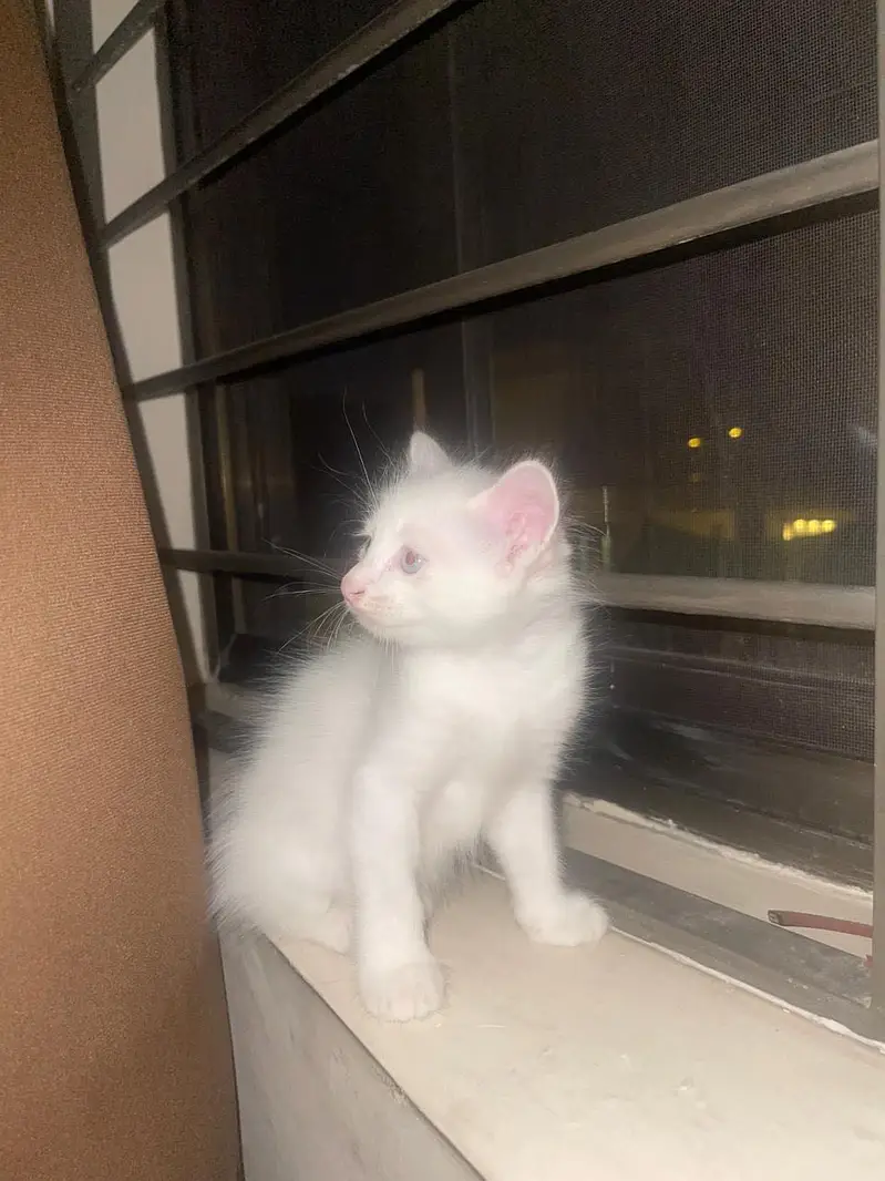 Kitten for sale — photo 2