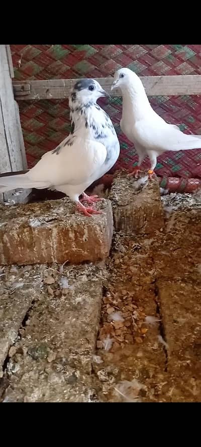 wehshi male and batera femal pair for sale