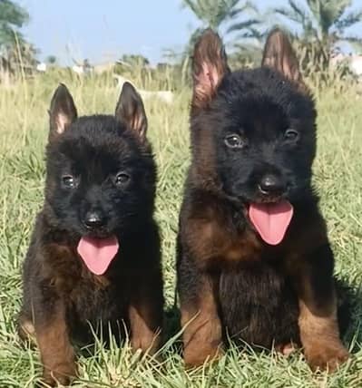 German Shepherd long coat paver for sale available