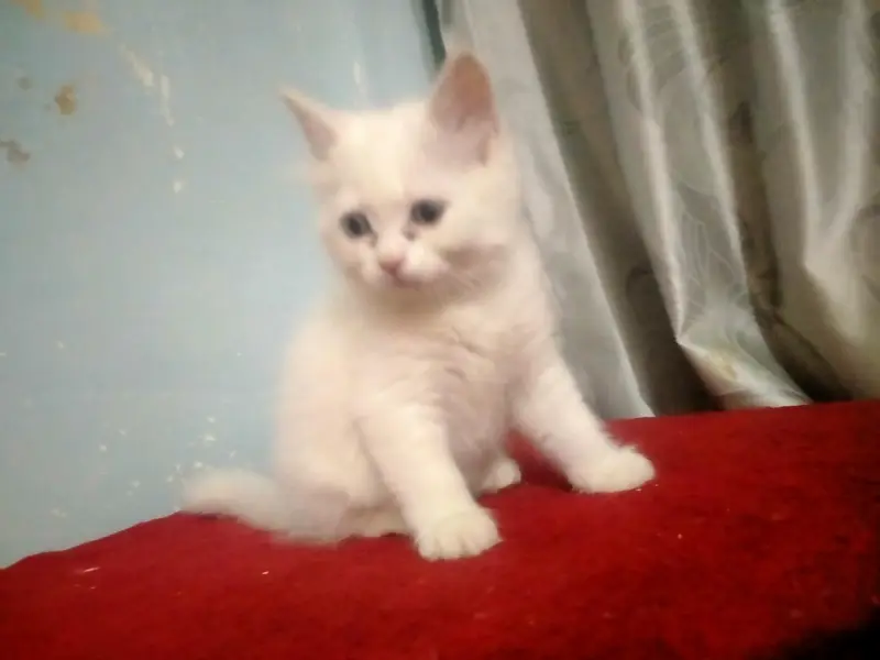 Pure white Persian male kitten, 2 months old, healthy and playful — photo 2