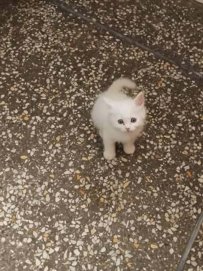 Pure white Persian male kitten, 2 months old, healthy and playful