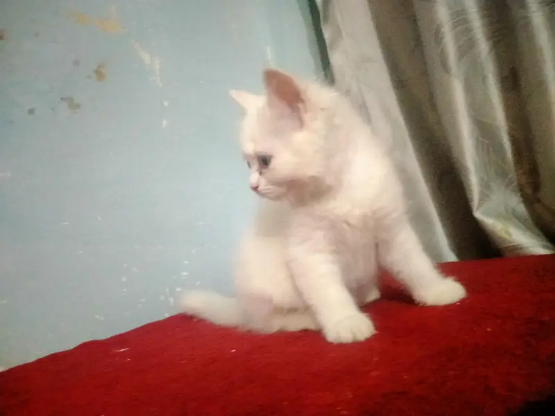 Pure white Persian male kitten, 2 months old, healthy and playful — photo 4