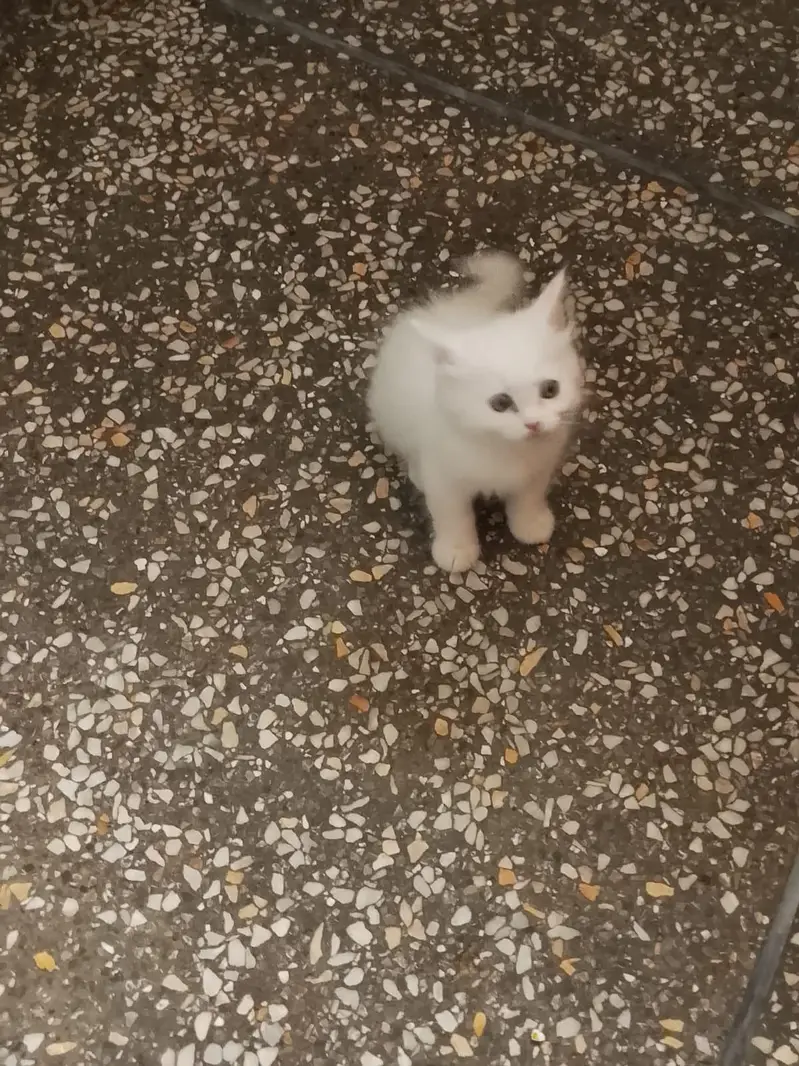 Pure white Persian male kitten, 2 months old, healthy and playful — photo 5
