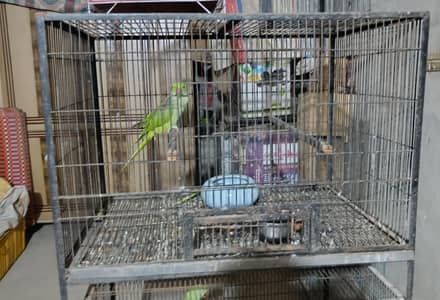 Angal Cage For Sale