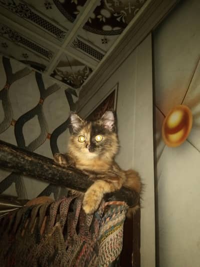 Himalayan | Female | 03277852003 | Triple coat | grey eyes