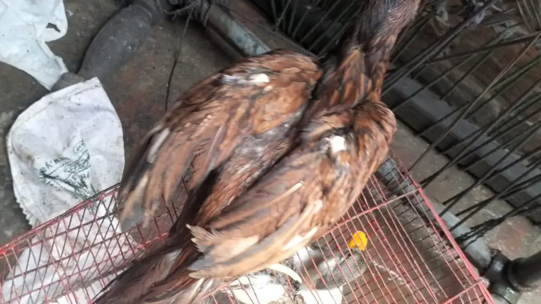 mianwali aseel //asell — photo 3