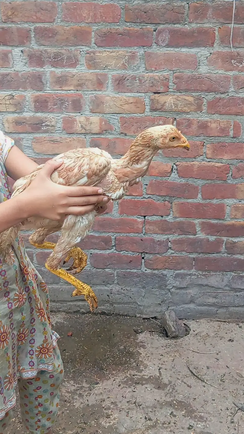 mianwali aseel //asell — photo 6