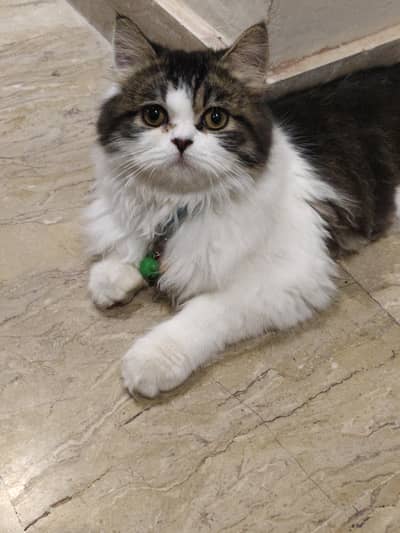 catts