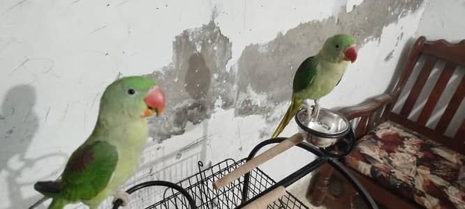 raw parrots pair for sale .