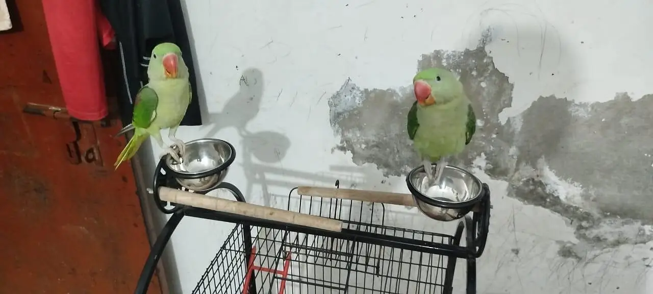 raw parrots pair for sale . — photo 2