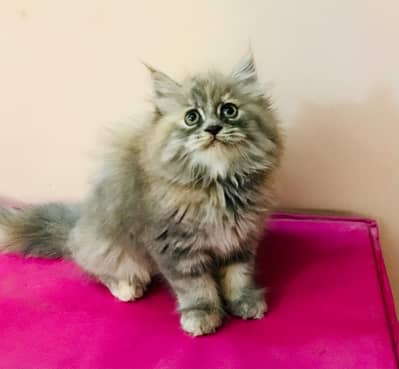 Persian kittens