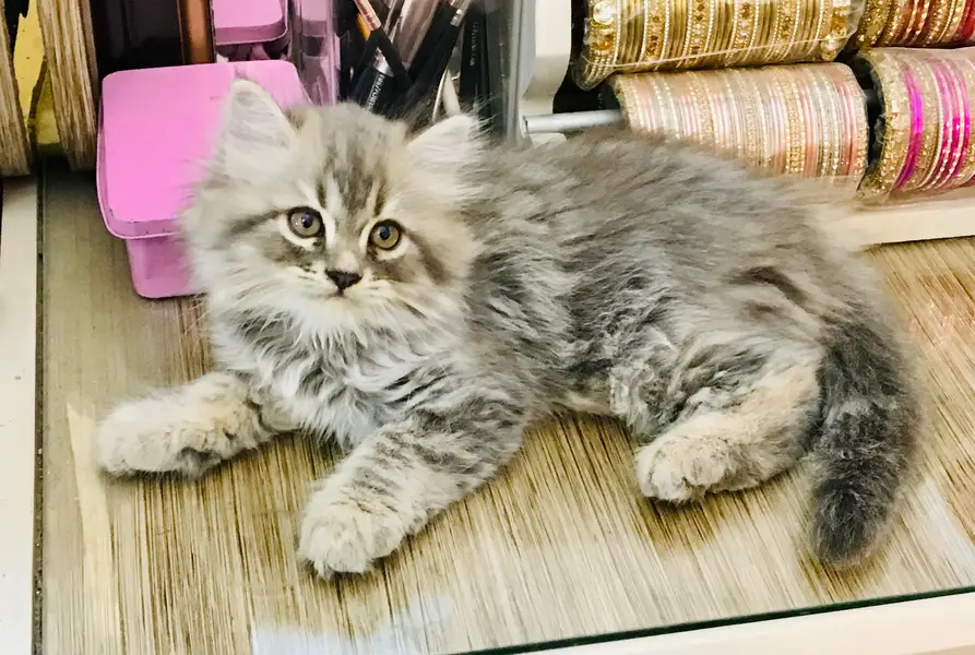 Persian kittens — photo 2