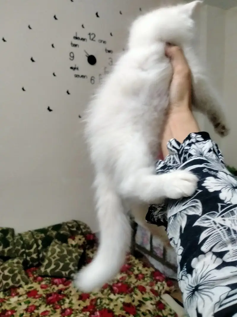 Pure white Persian male kitten, 2 months old, healthy and playful — photo 3