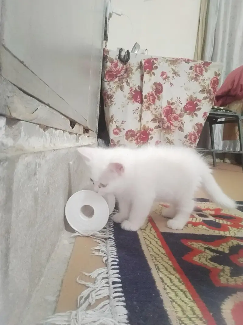 Pure white Persian male kitten, 2 months old, healthy and playful — photo 6