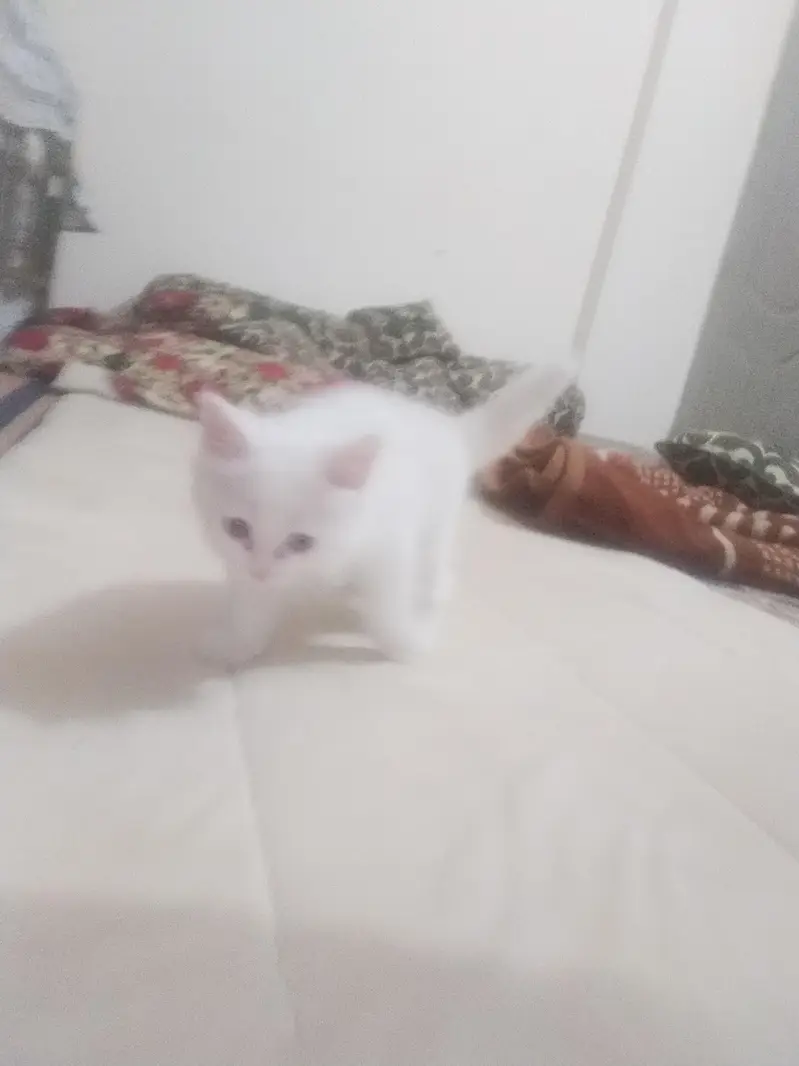 Pure white Persian male kitten, 2 months old, healthy and playful — photo 7