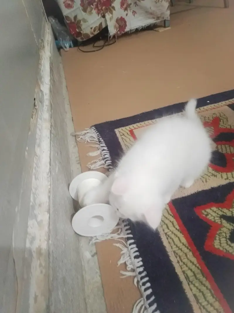 Pure white Persian male kitten, 2 months old, healthy and playful — photo 8