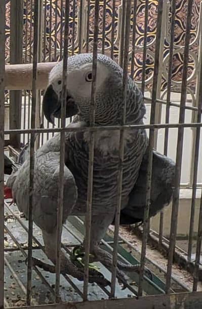 Grey African Parrots