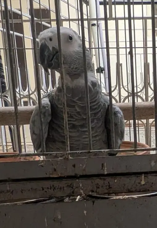 Grey African Parrots — photo 2