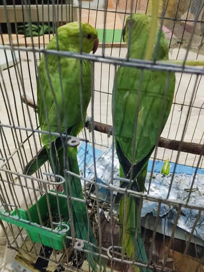 Ringneck self chicks for sell