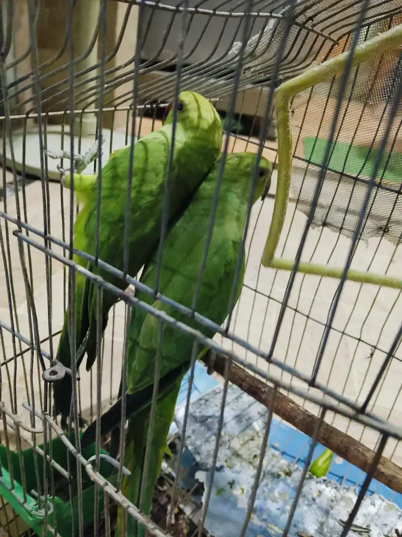Ringneck self chicks for sell — photo 2