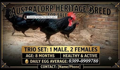 Australorp