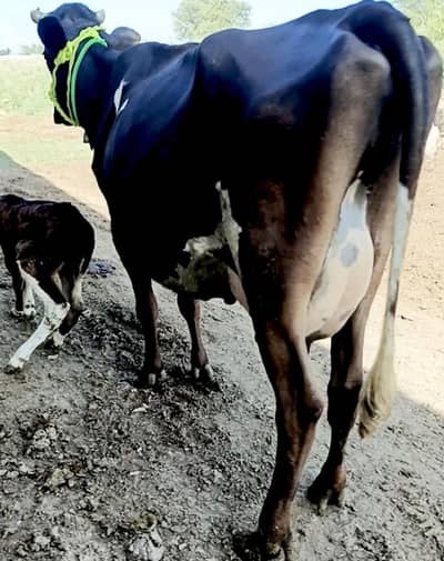 Cow/Buffalo/ گاۓ