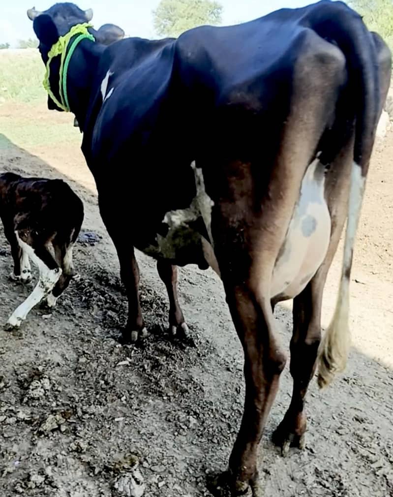 Cow/Buffalo/ گاۓ 0