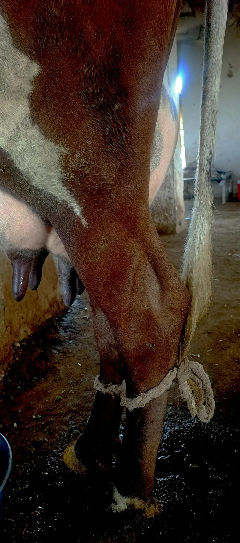 Cow/Buffalo/ گاۓ — photo 2