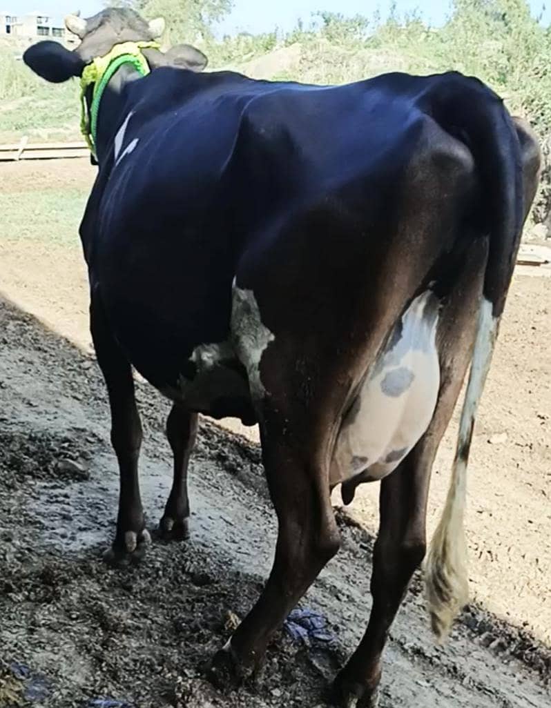 Cow/Buffalo/ گاۓ 2