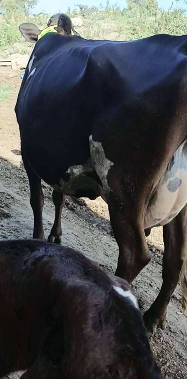 Cow/Buffalo/ گاۓ 3