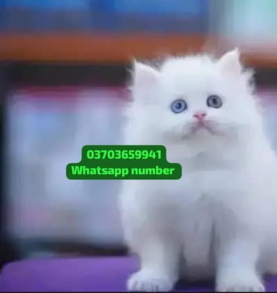 ( Persian Female Kitten ) For sale Contact WhatsApp