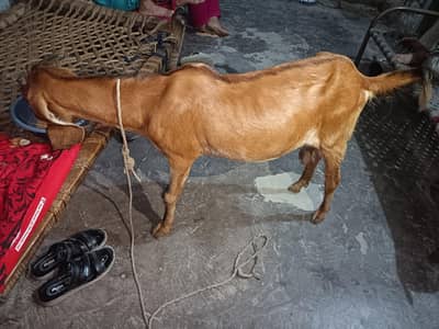 Goat for sale
