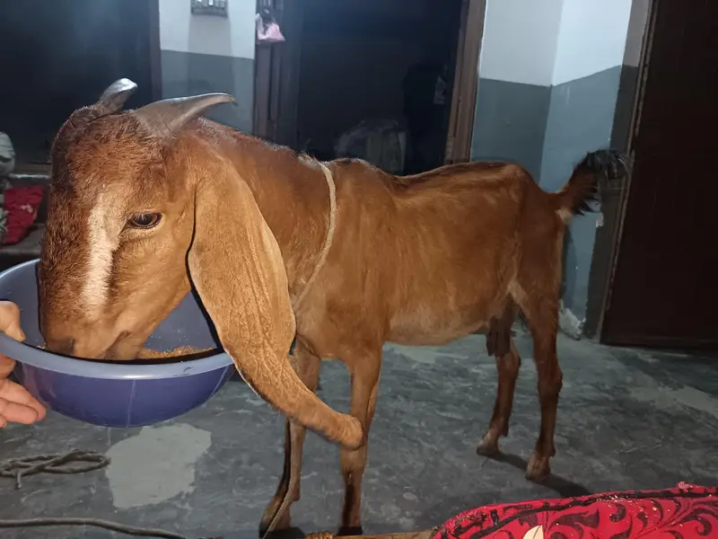 Goat for sale — photo 2